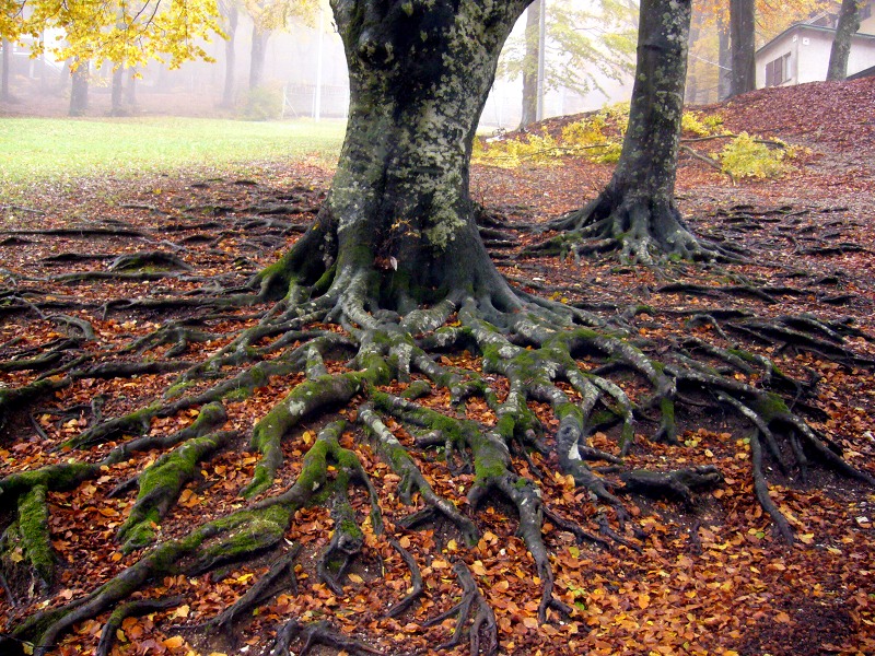Roots of a centuries-old beech in autumn