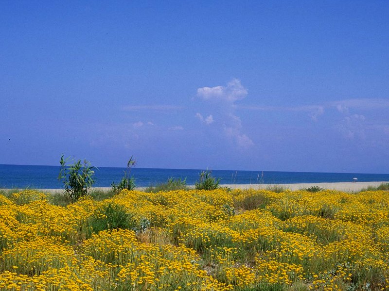 Dunes côtières avec la typique végétation à Helichrysum
