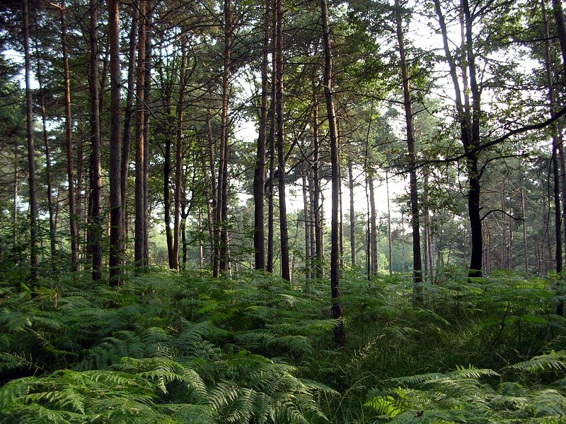 Pine forest and ferns