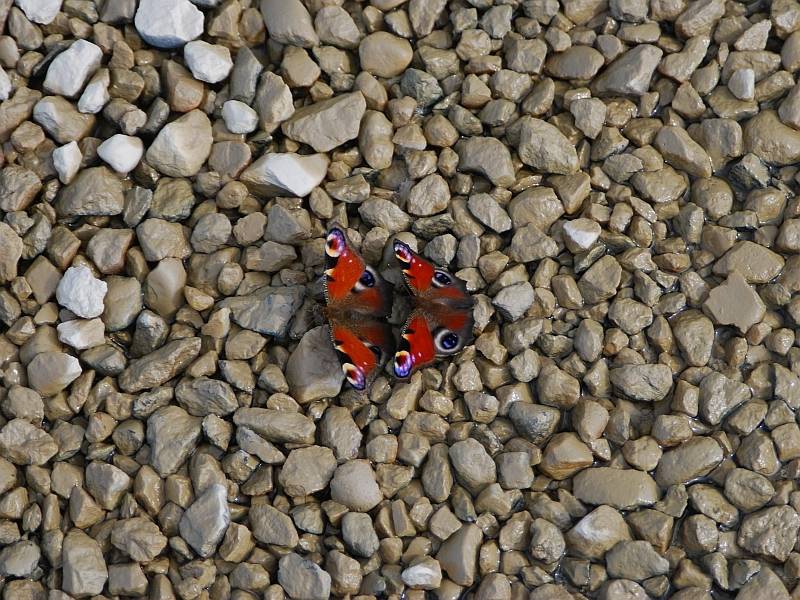 Butterflies on the pebbles in Cave Germaire, Carmagnola