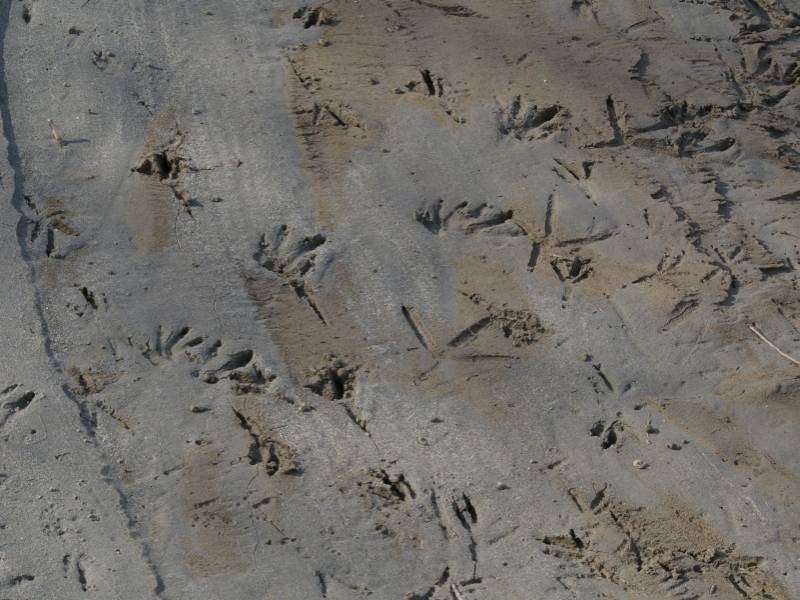 Impronte di uccelli sulla spiaggia del Po
