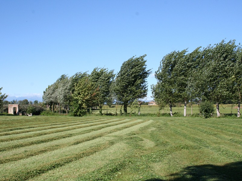 Meadows and lines