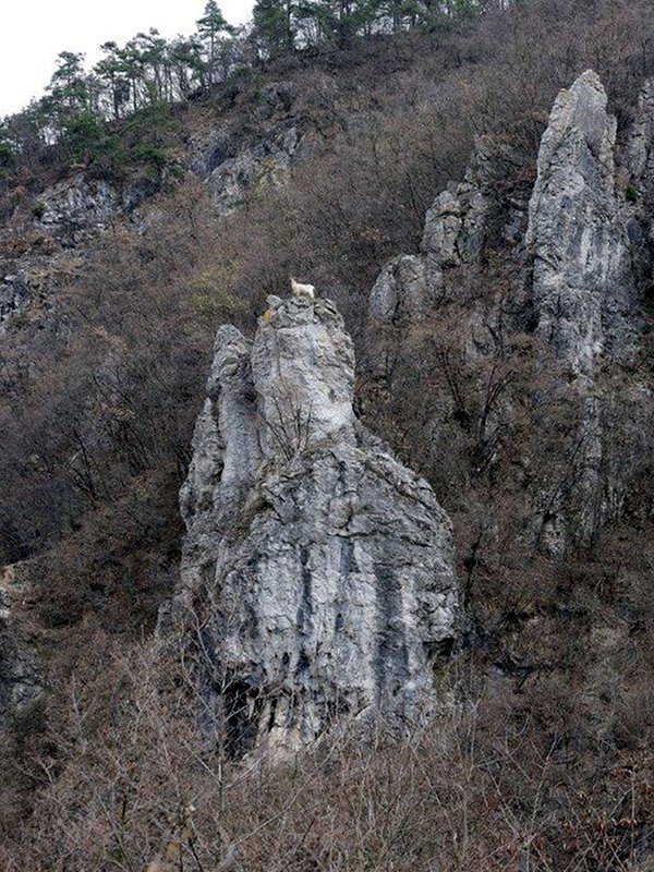 Goat on a rock