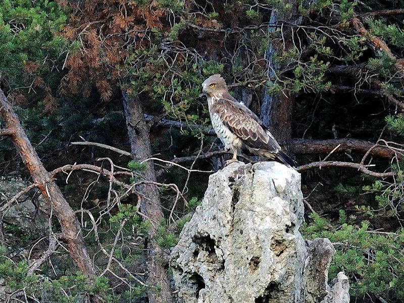 Short-toed snake eagle  (Dan Dan Rocks)