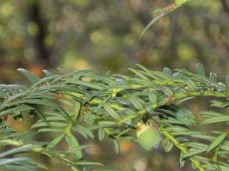 Yew branch (Taxus  baccata L.) with growing aril