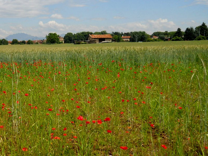 Burago di Molgora - poppies and wheat