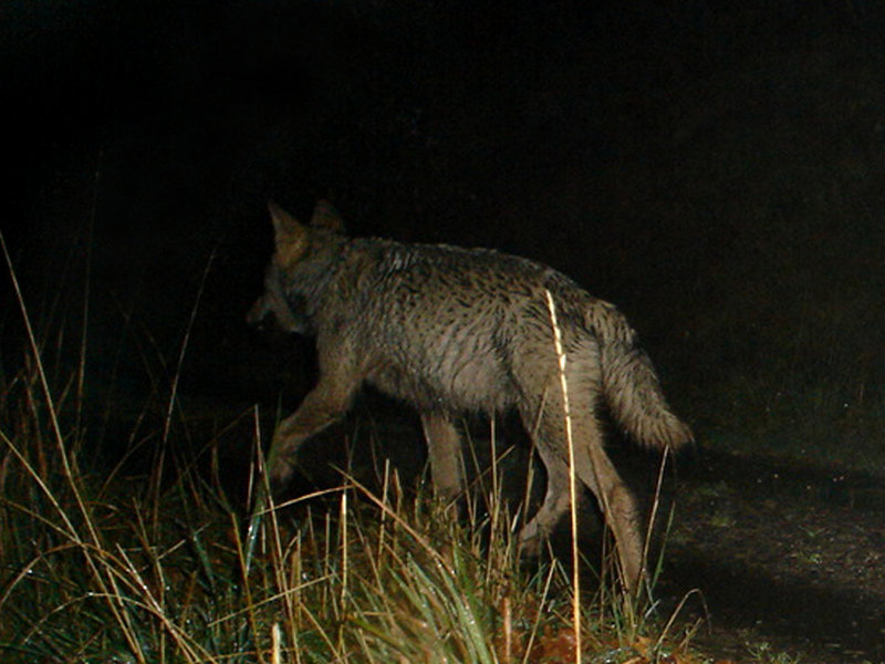 Wolf in der Nacht
