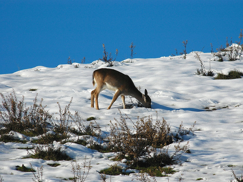 Fallow deer on the snow