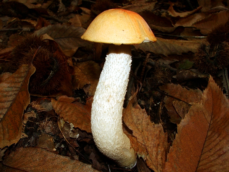 A mushroom for each season