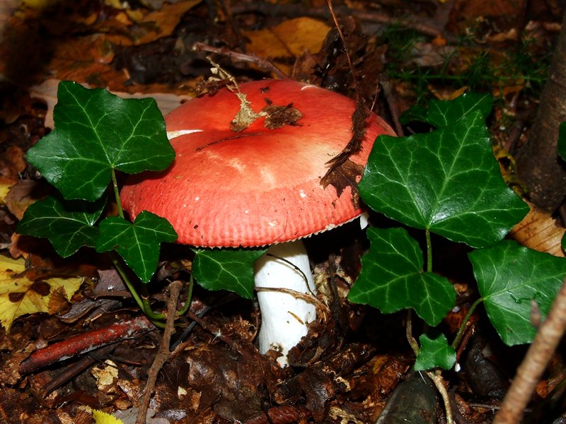 A mushroom for each season