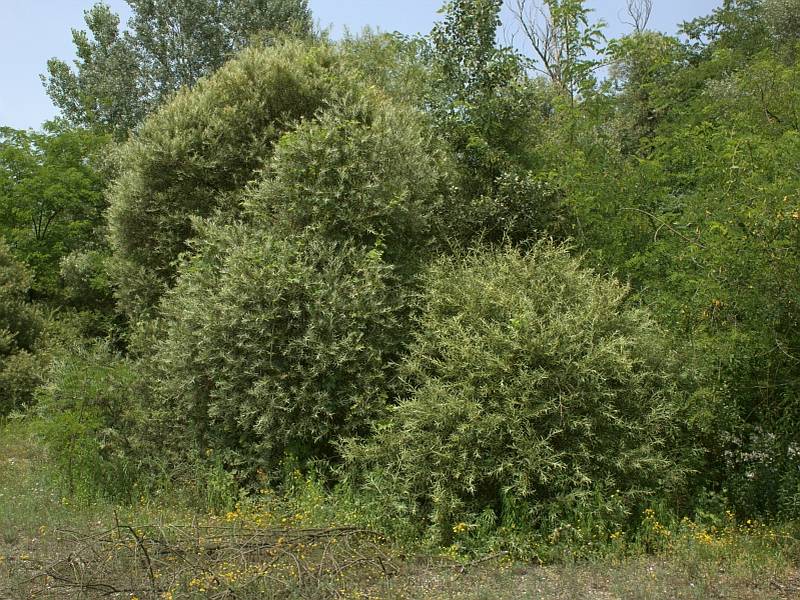 Salix eleagnos