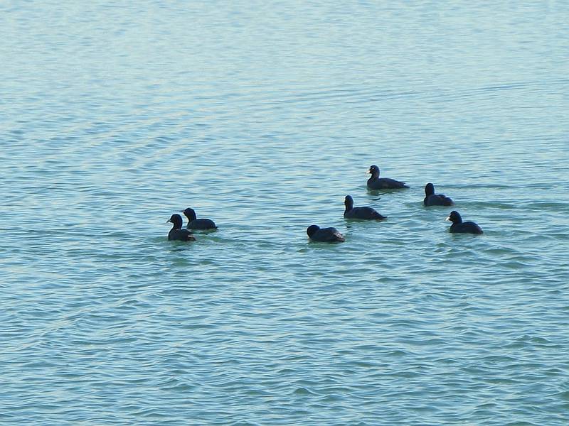 Eurasian coots in a quarry lake of the Lanca di S. Michele Nature Reserve in Carmagnola