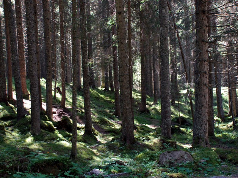 Wald von Paneveggio