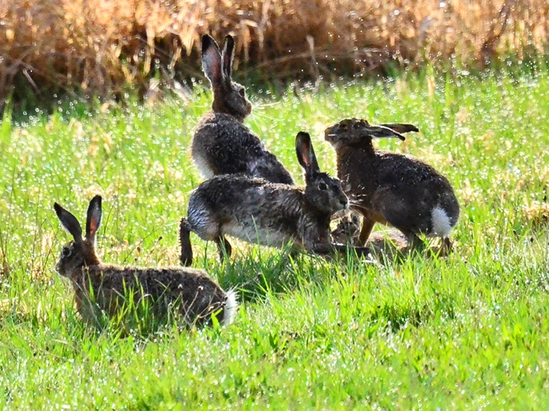 Groups of european hares (Lepus europeus) during the reproduction time