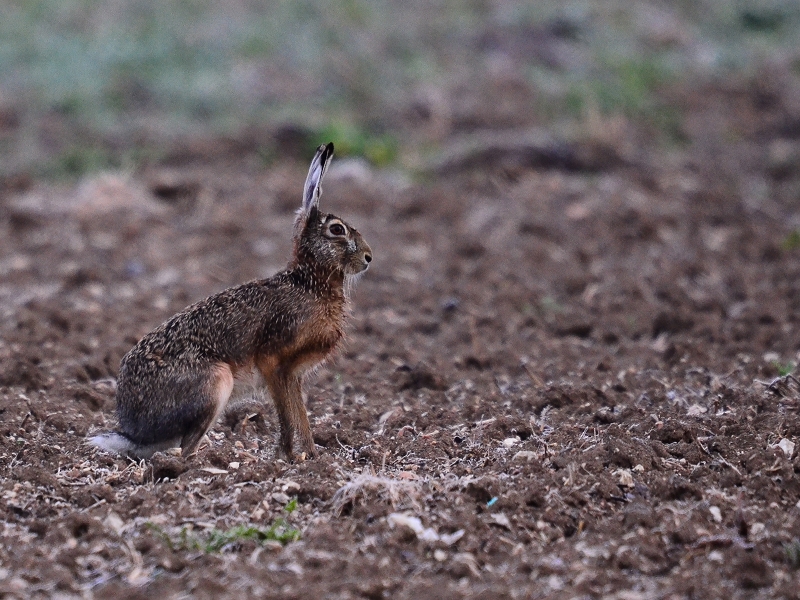 European hare (Lepus europeus) in the cultivated lands around Molinaccio