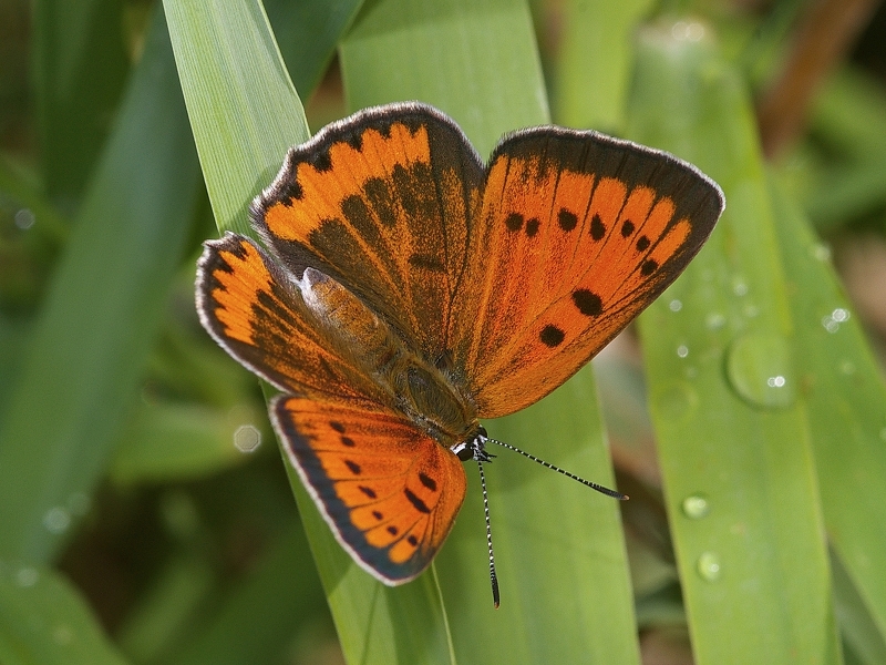 Farfalla: Lycaena dispar - esemplare femmina