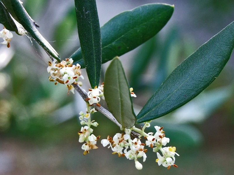Fiori d'olivo