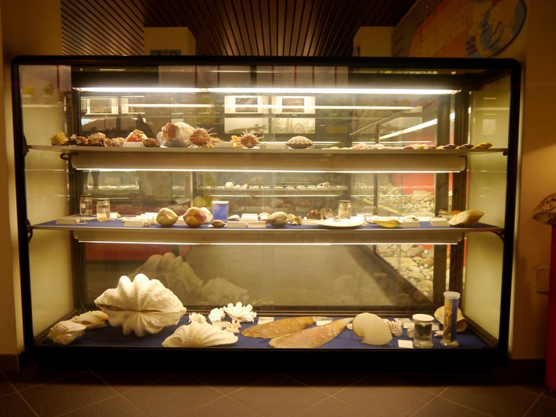 Schaukasten mit versteinerten Muscheln im wissenschaftlichen Museum Don Bosco in Lombriasco 