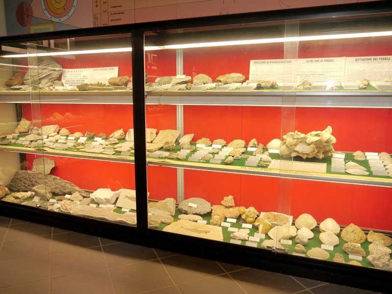 Fossiles au Musée scientifique Don Bosco à Lombriasco