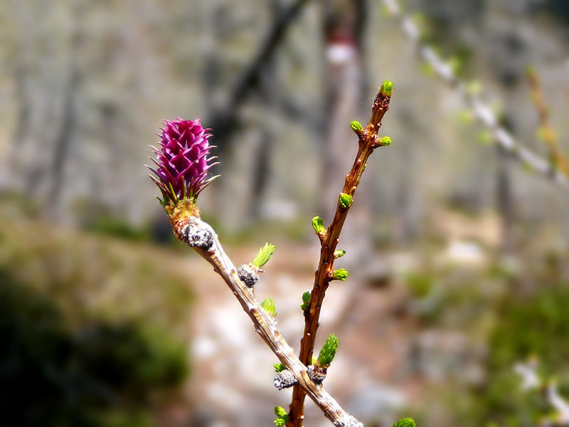 Weibliche Blumen der Europäischen Lärche (Larix decidua)