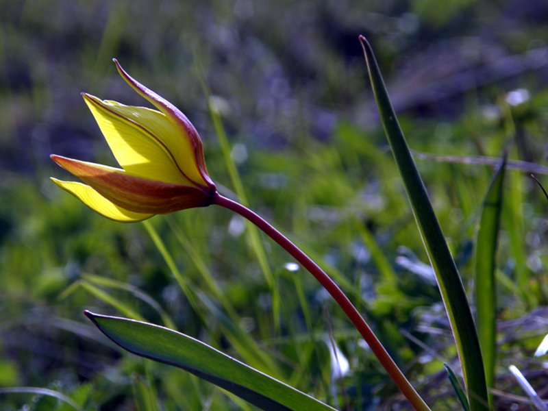 Alpine tulip (Tulipa australis)