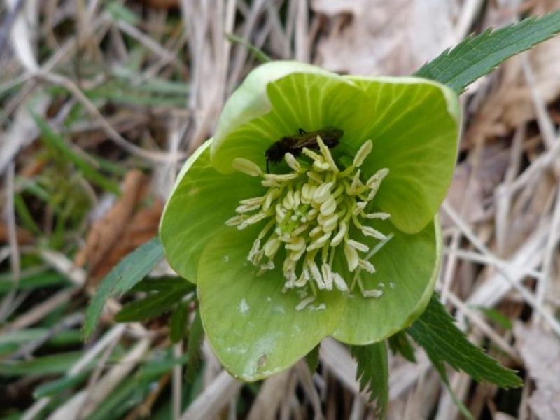 Hellebore from Boccone