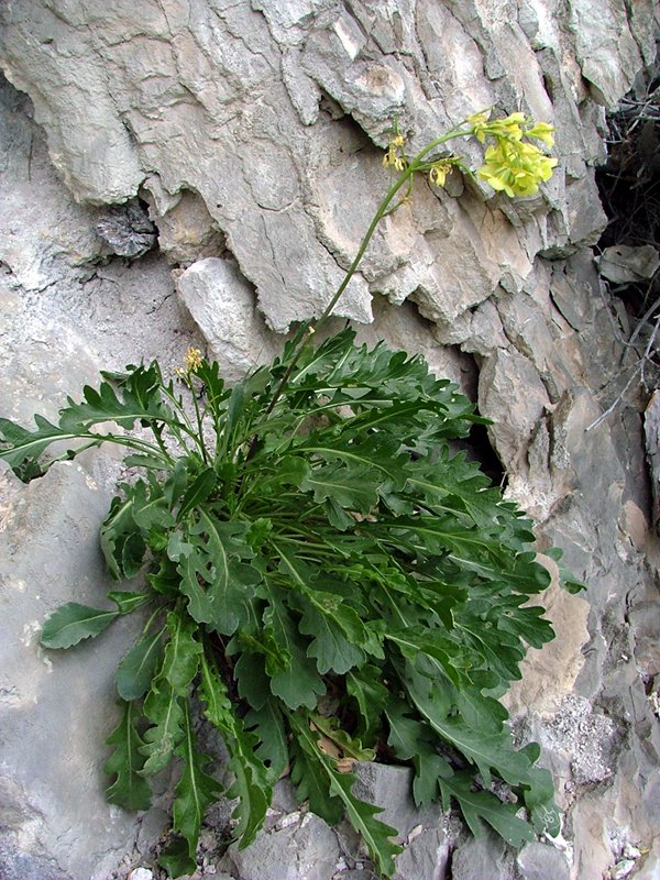 Brassica baldensis