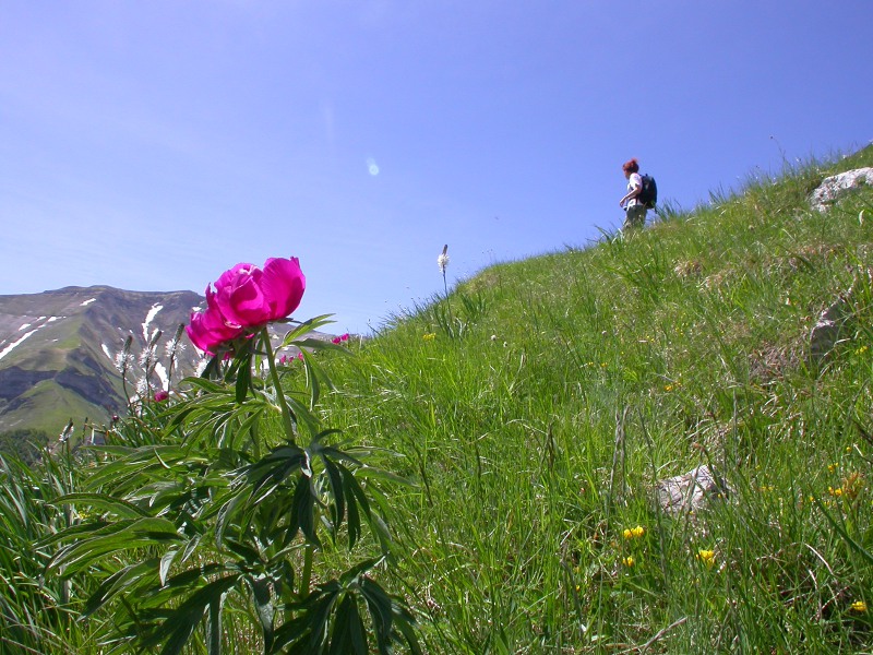 Monte Priora, versante meridionale: escursionista e peonia in fiore