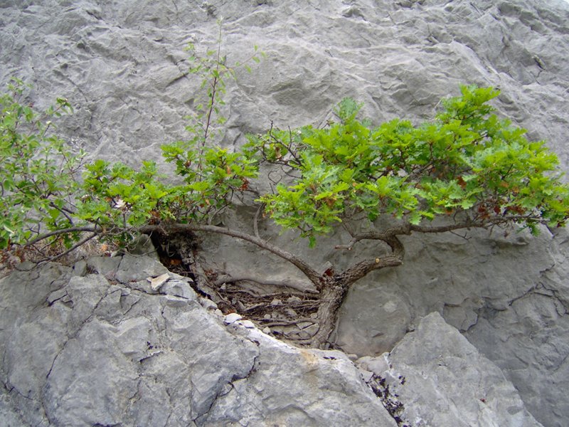 Natural downy oak bonsai