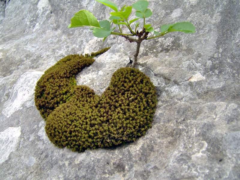 Moss with natural ash bonsai