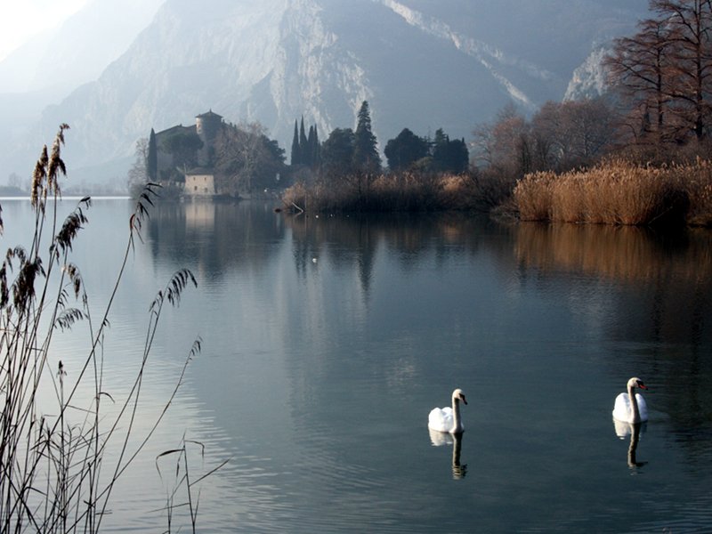 Swans in the Toblino lake