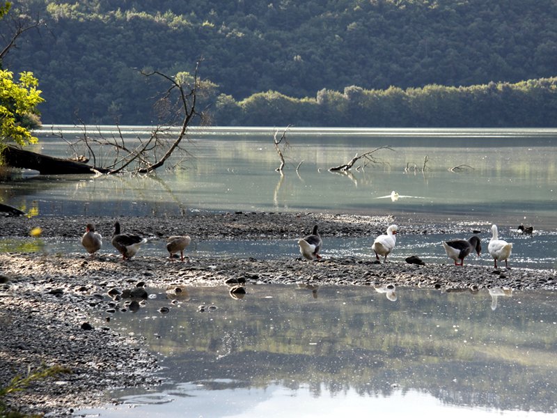 Geese in the Toblino lake