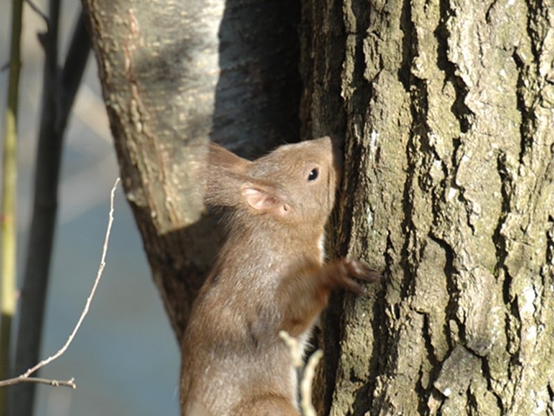 Eichhörnchen - der Schnüffler