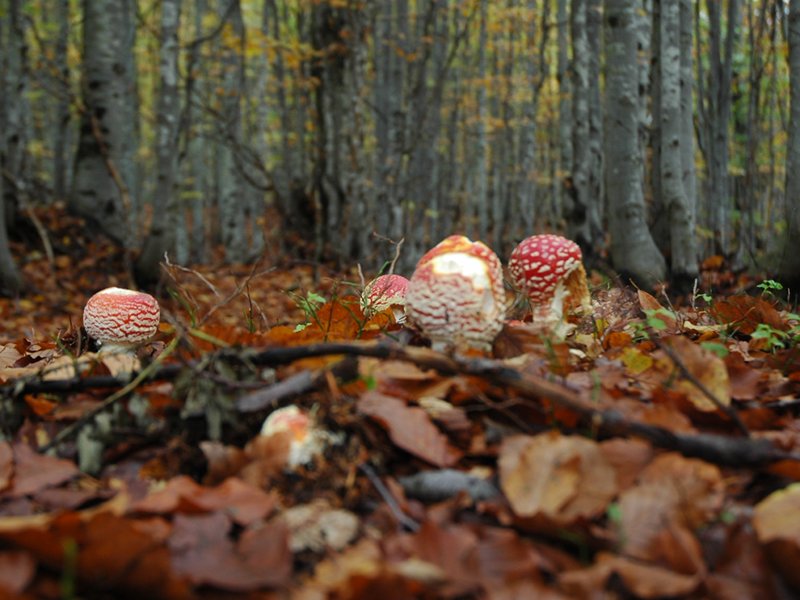 Fly amanita forest
