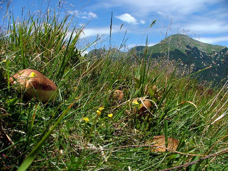 Die Pilze von San Giovanni