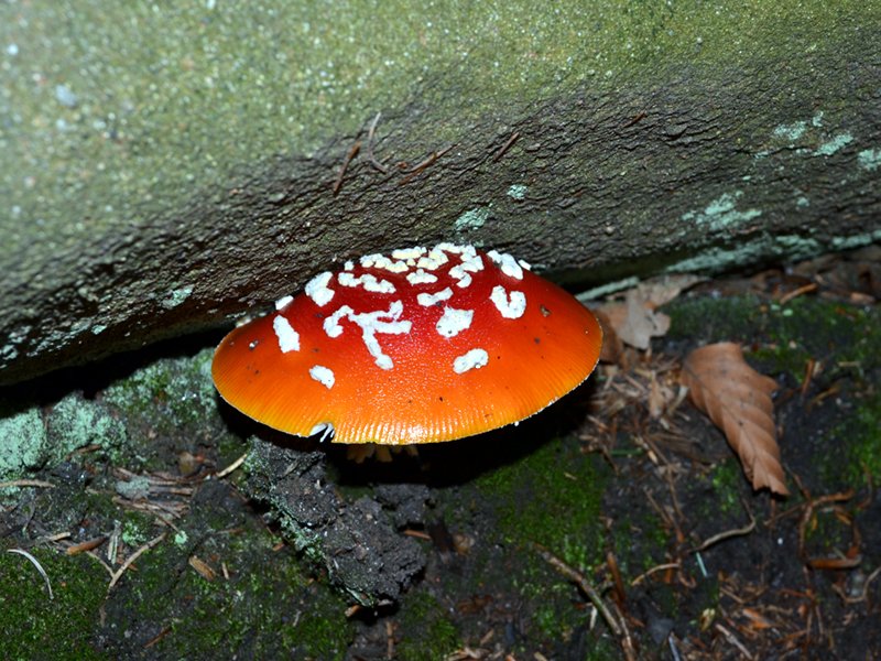 Ovulo malefico e Fungo di Biancaneve (Amanita muscaria (L.:Fr.) Hook