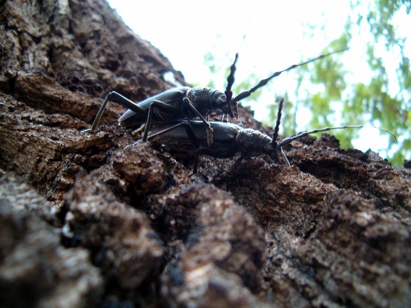 Protected beetle (Cerambix cerdo) on a centuries-old english oak