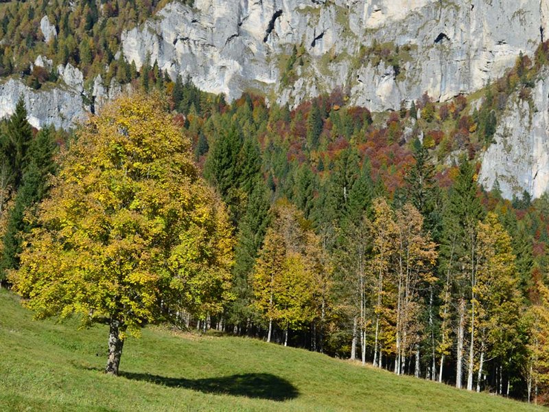 Da Faè alla foresta di Cajada