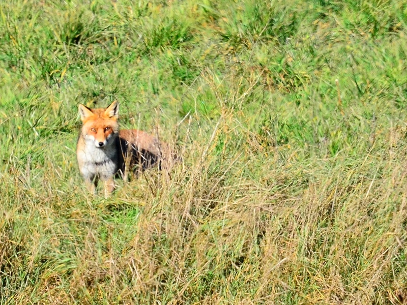 Fox -Vulpes vulpes- posing on Arvello plain