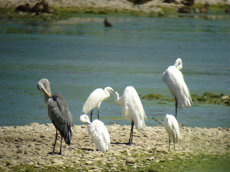 Herons in the Trebbia