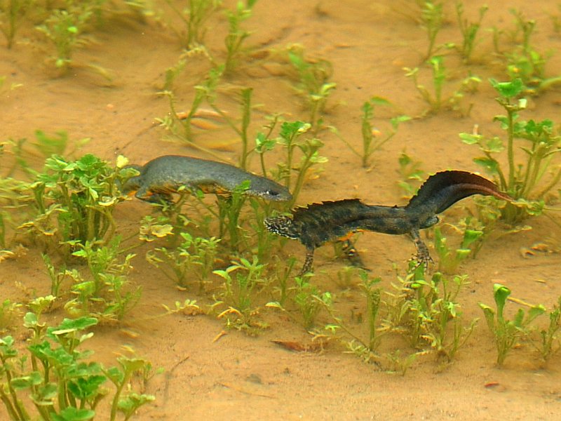 Northern crested newt - courting.