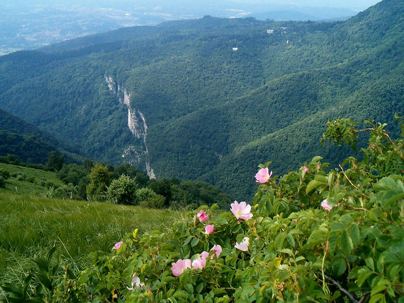 Valle Bova Nature Reserve