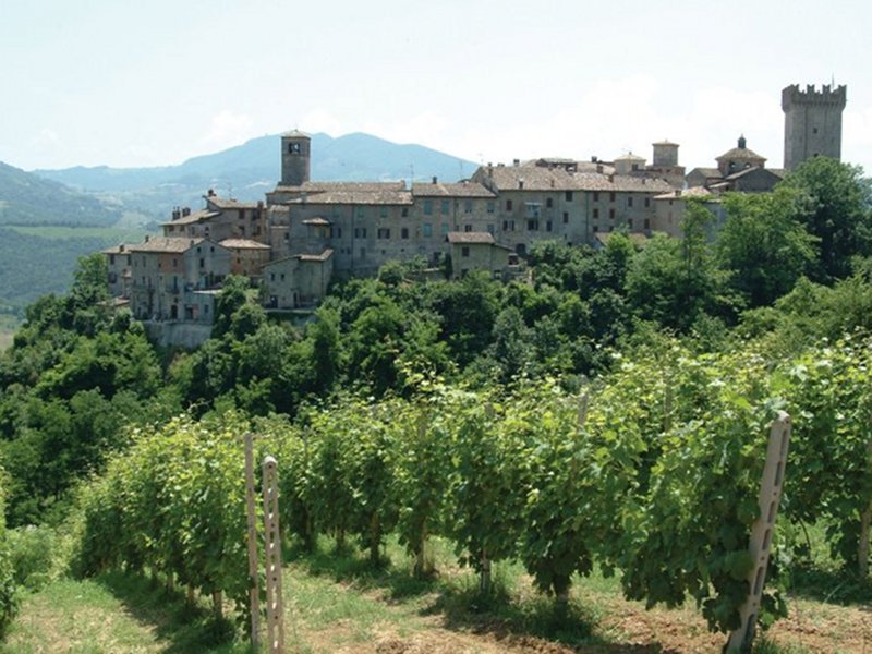 Vineyard in Vigoleno