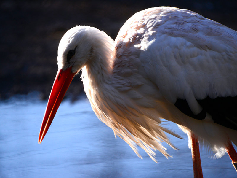 Bertone Park-Garden, white stork