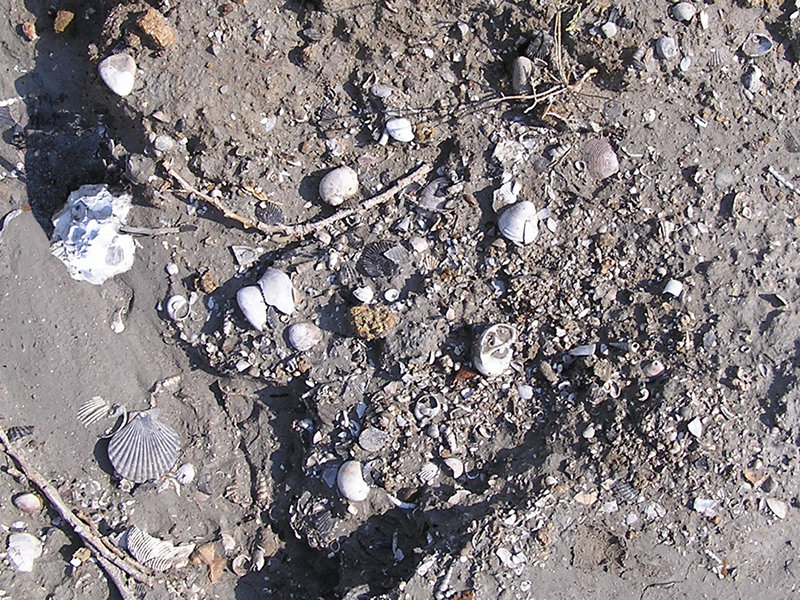 Fossils in Piacenza's area