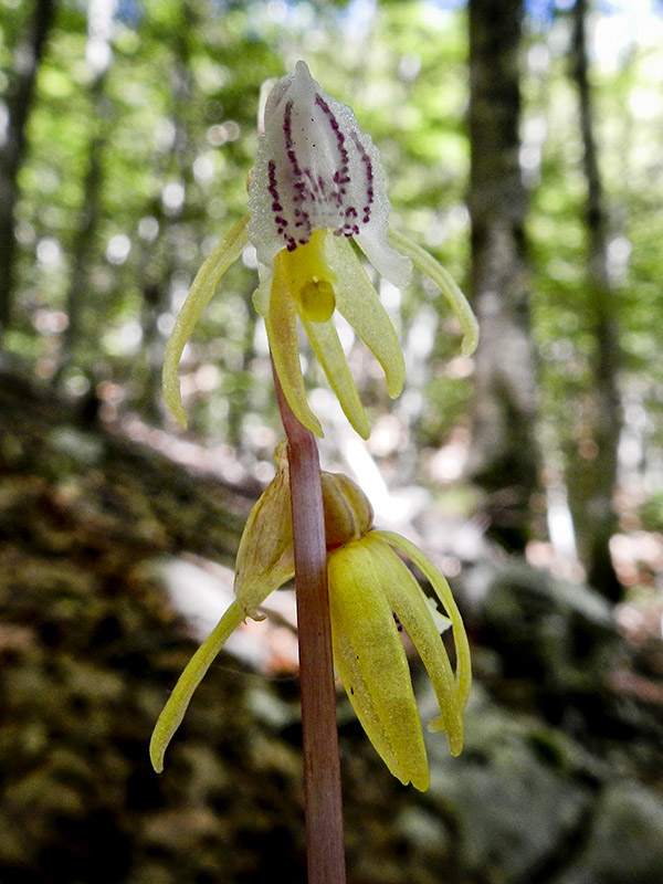 Ghost orchid (Epipogium aphyllum Swarts)