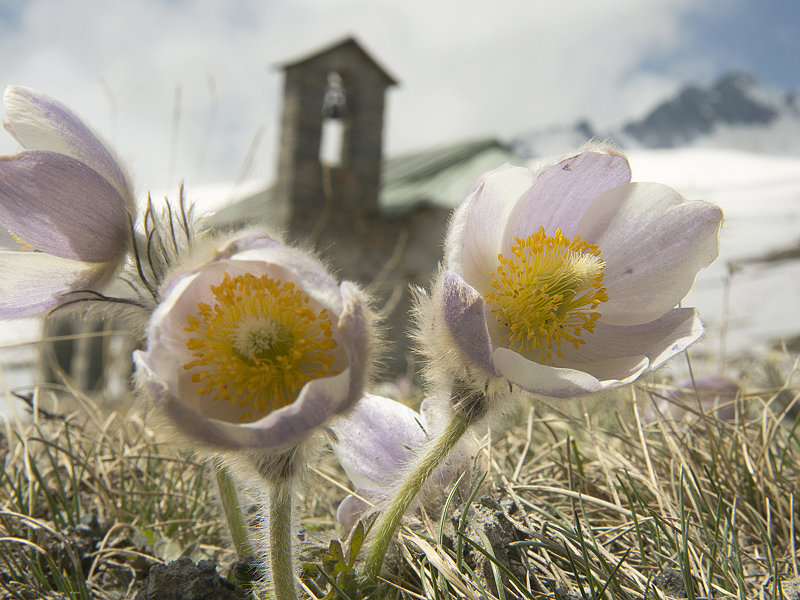 Anemones by the small Gavia Chruch