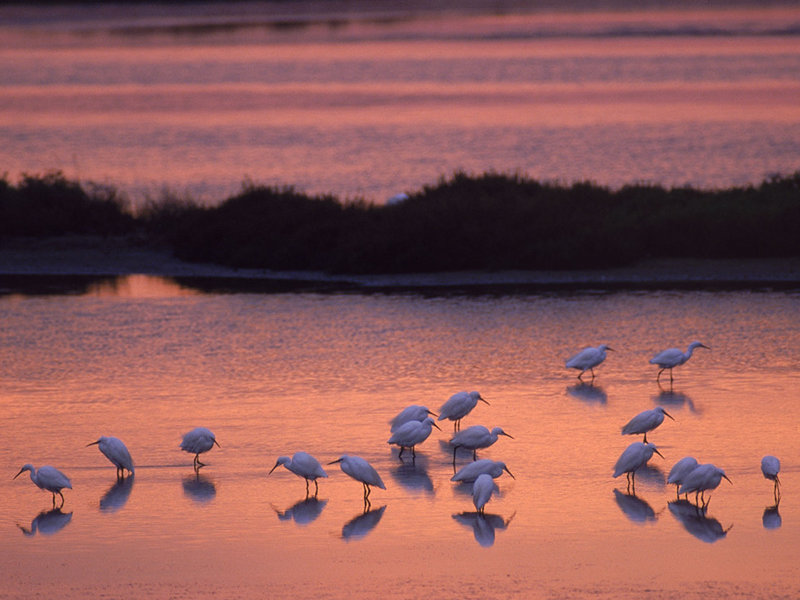 Sunset with the Little Egrets