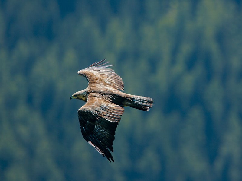 Adult eagle gliding