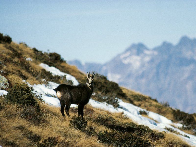 A chamois in the Brandet Valley. The Valtellina summits in the background